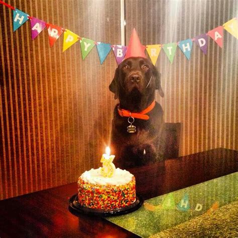 Chocolate Labrador ♥ Chocolate Lab Dog Birthday Birthday