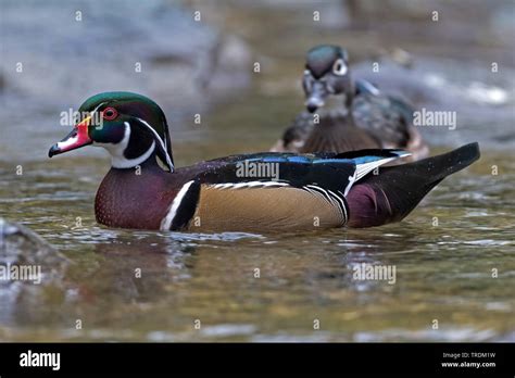 Wood Duck Aix Sponsa Swimming Male In Breeding Plumage Side View