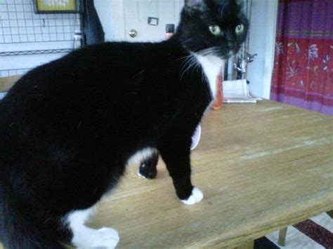 He is 6 years old, neutered, and weighs 15 lbs. Found Cat: black and white cat on Castle Gate « WaylandeNews