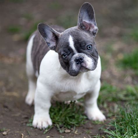 Raising healthy pups with stable temperaments and sound. Blue French Bulldog - The Ultimate Guide - French Bulldog ...