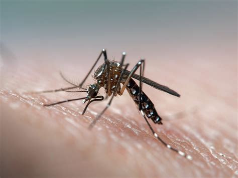 Mosquito Da Dengue Aprenda A Identificar O Inseto Minha Vida