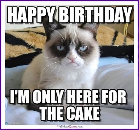 Birthday Meme With A Cat Im Only Here For The Cake Cat Birthday