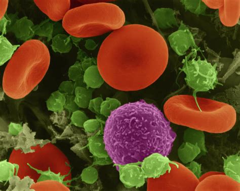 Red Blood Cells Photograph By Dennis Kunkel Microscopy Science Photo Library Pixels