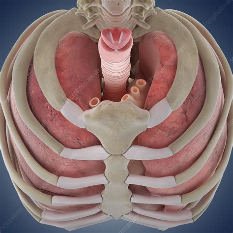 Chest Anatomy Artwork Stock Image C0131509 Science Photo Library
