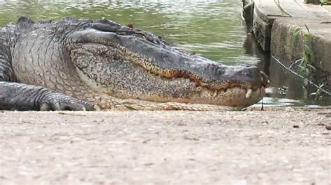 Killer Gator Killed Nbc News