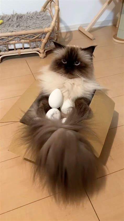 A Cat Sitting On Top Of A Cardboard Box With Eggs In It S Paws