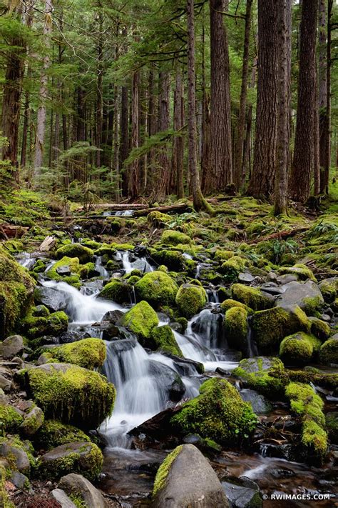 Framed Photo Print Of Mossy Rocks Forest Stream Sol Duc Falls Trail