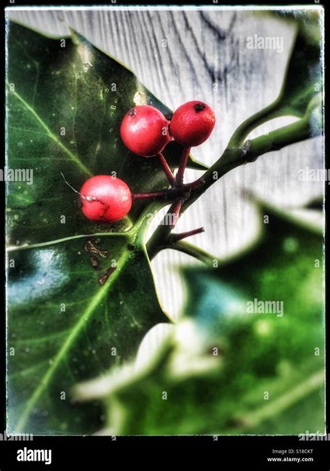 Red Holly Berries Stock Photo Alamy