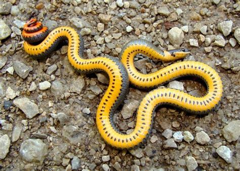 Backwaterreptiles.com has flawless garter snakes for sale (thamnophis sp.) at incredibly low prices. How Much Do Snakes Cost? — Snakes for Pets