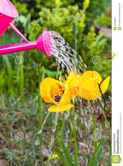 Watering Flowers Spring Garden Watering Can Stock Image Image Of