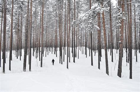 Forest Trees Snow Forest Winter White Landscape Woods Cold
