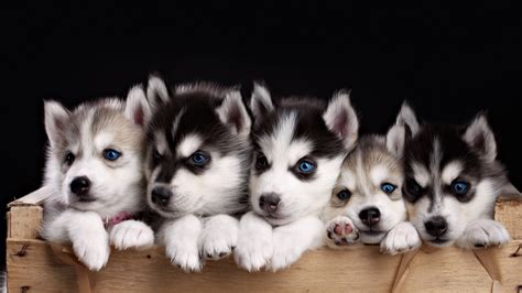 Multiple sizes available for all screen sizes. Wallpaper Husky, puppy, cute animals, 4k, Animals #17835