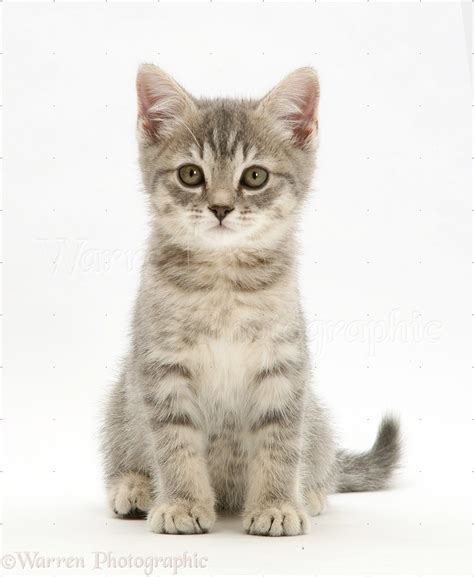 Check out inspiring examples of grey_tabby_kitten artwork on deviantart, and get inspired by our community of talented artists. Grey tabby kitten sitting photo - WP27676