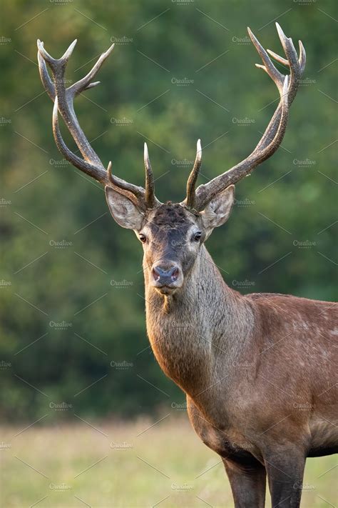 Close Up Red Deer Stag Head With High Quality Animal Stock Photos