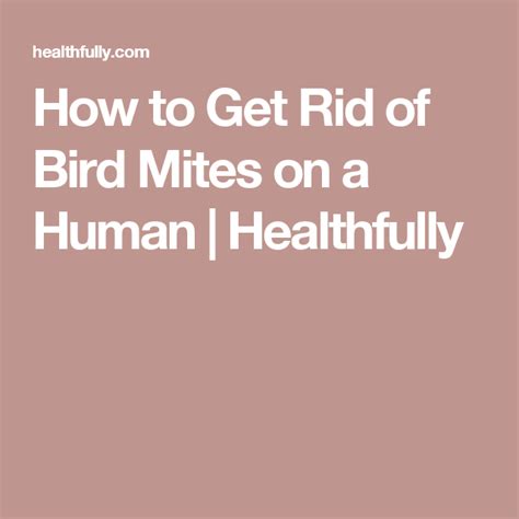 76 Hd How Do You Get Rid Of Chicken Mites On Humans Insectza