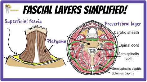 Anatomy Fascial Layers Of The Neck Simplified What Are Fascial Spaces Youtube
