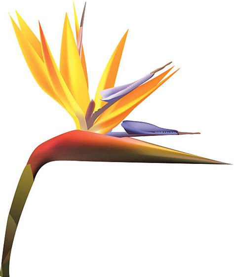 Royalty Free Bird Of Paradise Clip Art Vector Images And Illustrations