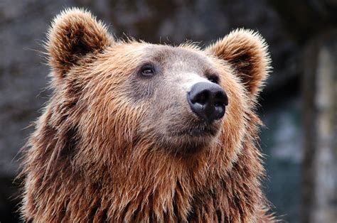 Idaho Threatens Lawsuit If Us Doesnt Delist Grizzly Bears From The