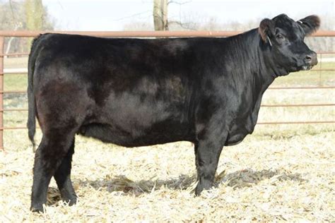 Mueller Farms Cattle For Sale