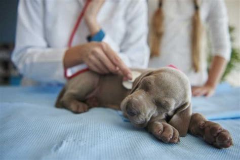 Caring For Newborn Puppies The Basics Pets Feed