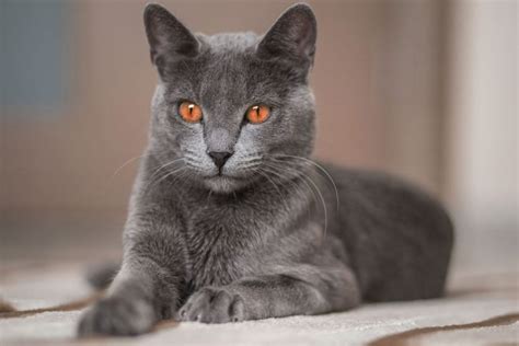 Russian Blue Cat Personality And Behavior Pettime