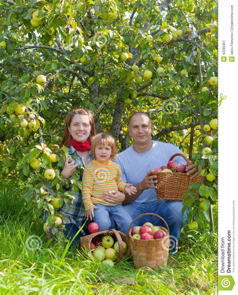 (timothy nwachukwu for the washington post). Happy Family With Apple Harvest Stock Image - Image: 42285951