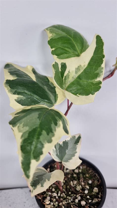 Hedera Canariensis Variegata Variegated English Ivy