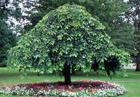 The Best Elm Trees For Your Australian Garden