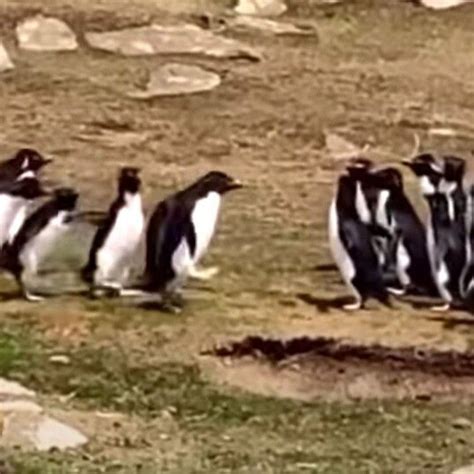 Confused Penguin Joins The Wrong Group Only To Be Rescued By A