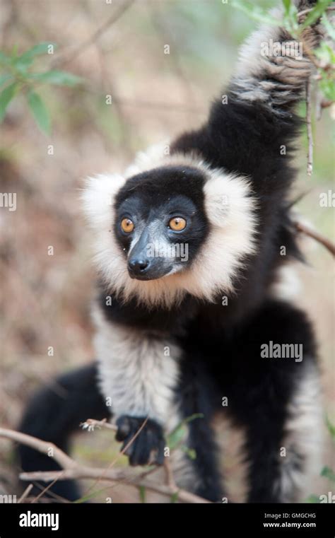 Black And White Ruffed Lemur Varecia Variegata Madagascar Stock Photo