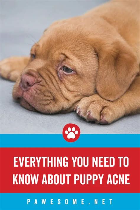 Puppy Acne 101 Symptoms Causes And Solutions Pawesome