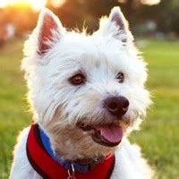 Here you will find the greatest selection of akc puppies for sale along with specialty and hybrid breeds. Westie Rescue ― ADOPTIONS