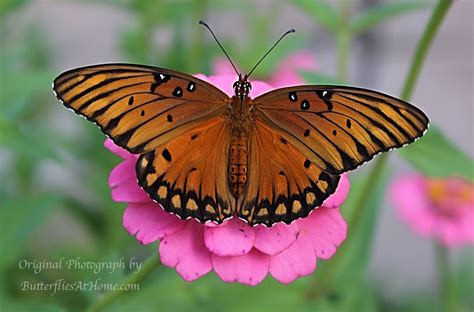 Gulf Fritillary Butterflies Size Nectar Plants Host