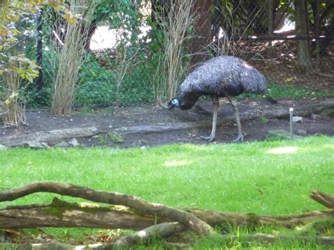 Woodland Park Zoo Emu Zoochat