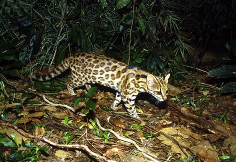 Leopardus Guttulus New Species Of Wild Cat From Brazil Biology Sci