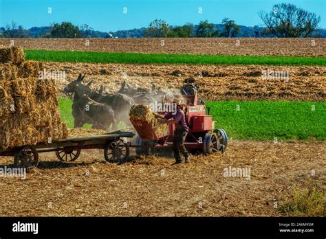 Amish farmers harvesting hay, Lancaster county Pennsylvania Stock Photo