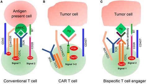 Signaling Of Conventional T Cell And Chimeric Antigen Receptor Car