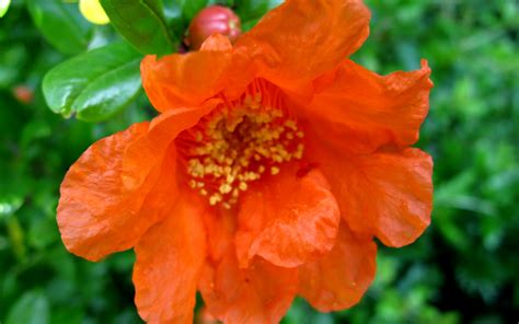 Maybe you would like to learn more about one of these? Buy Russian 26 Cold Hardy Pomegranate For Sale at Best ...