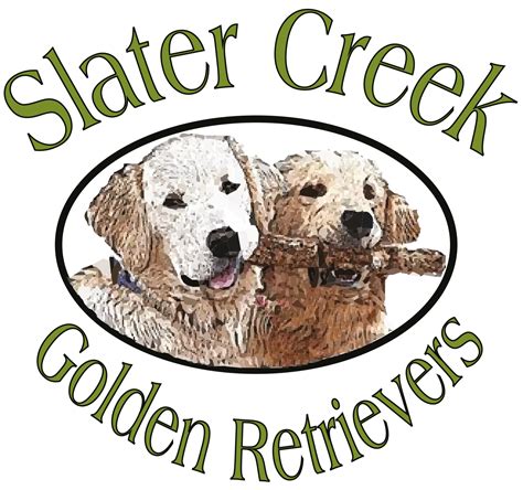 Our Process Golden Retriever Puppies Colorado Best Golden Retriever