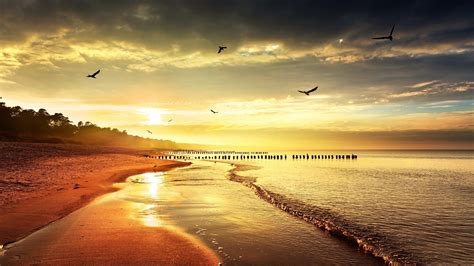Birds Over A Beach At Sunset Hd Desktop Backgr Wallpaper