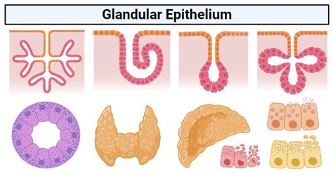 Glandular Epithelium Definition Structure Functions