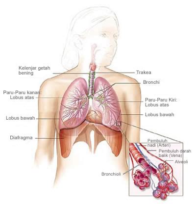 Sekarang kita akan bahas proses respirasi pada manusia. Blog Belajar IPA SMP: Sistem Pernafasan Manusia