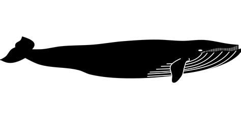 Blue Whale Marine Mammal Animal Whale Png Download 1920960 Free