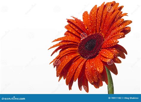 Orange Gerbera With Water Drops On A White Background Stock Photo