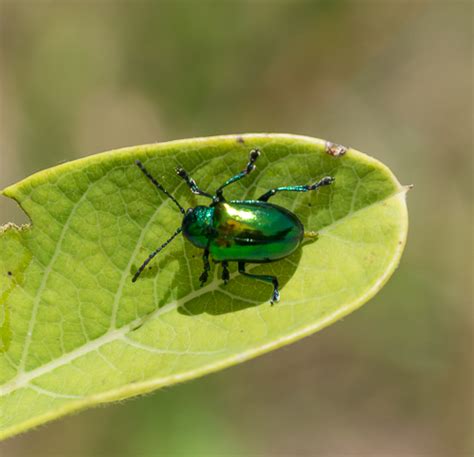 Dogbane Beetle Chrysochus Auratus Bugguidenet