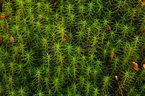 Green Moss Moss Grows In The Forest Textural Background Stock Image