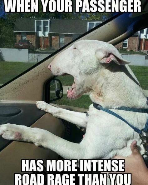 The 16 Funniest Bull Terrier Memes Of All Time Gallery