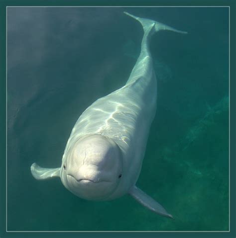 About The Beluga Russian Geographical Society