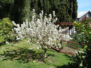 Dwarf fruit trees feijoas figs hybrid stonefruit nashi nectarines view all; 'Royal Blenheim' Apricot Tree | Easter chocolate ...