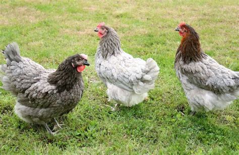 Sapphire Gem Chicken Eggs Height Size And Raising Tips